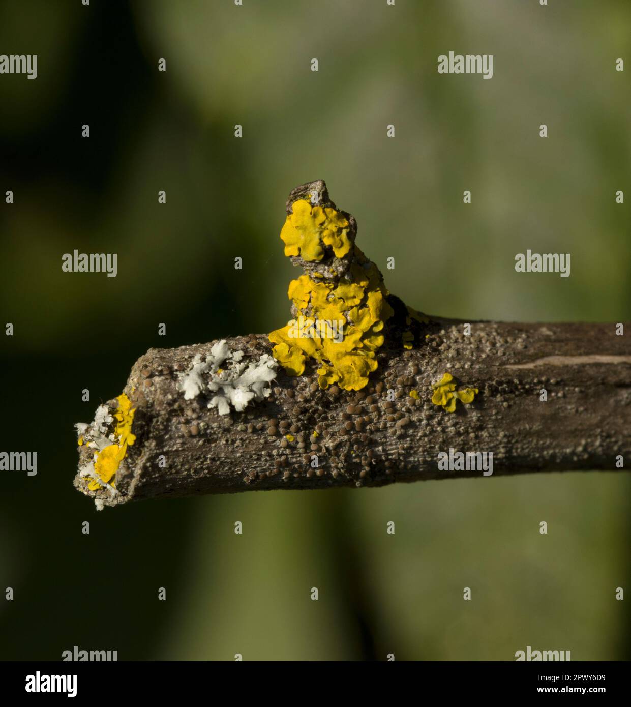 Lichen Xanthoria parietina cresce su Buddleja Foto Stock