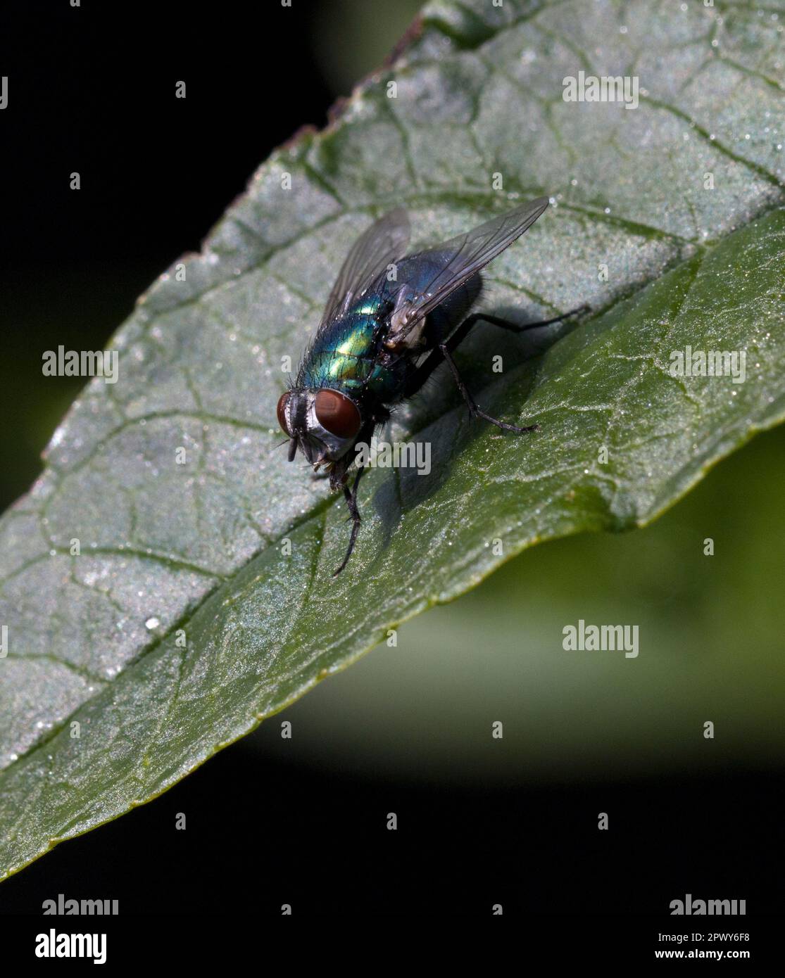 Greenbottle Fly Foto Stock