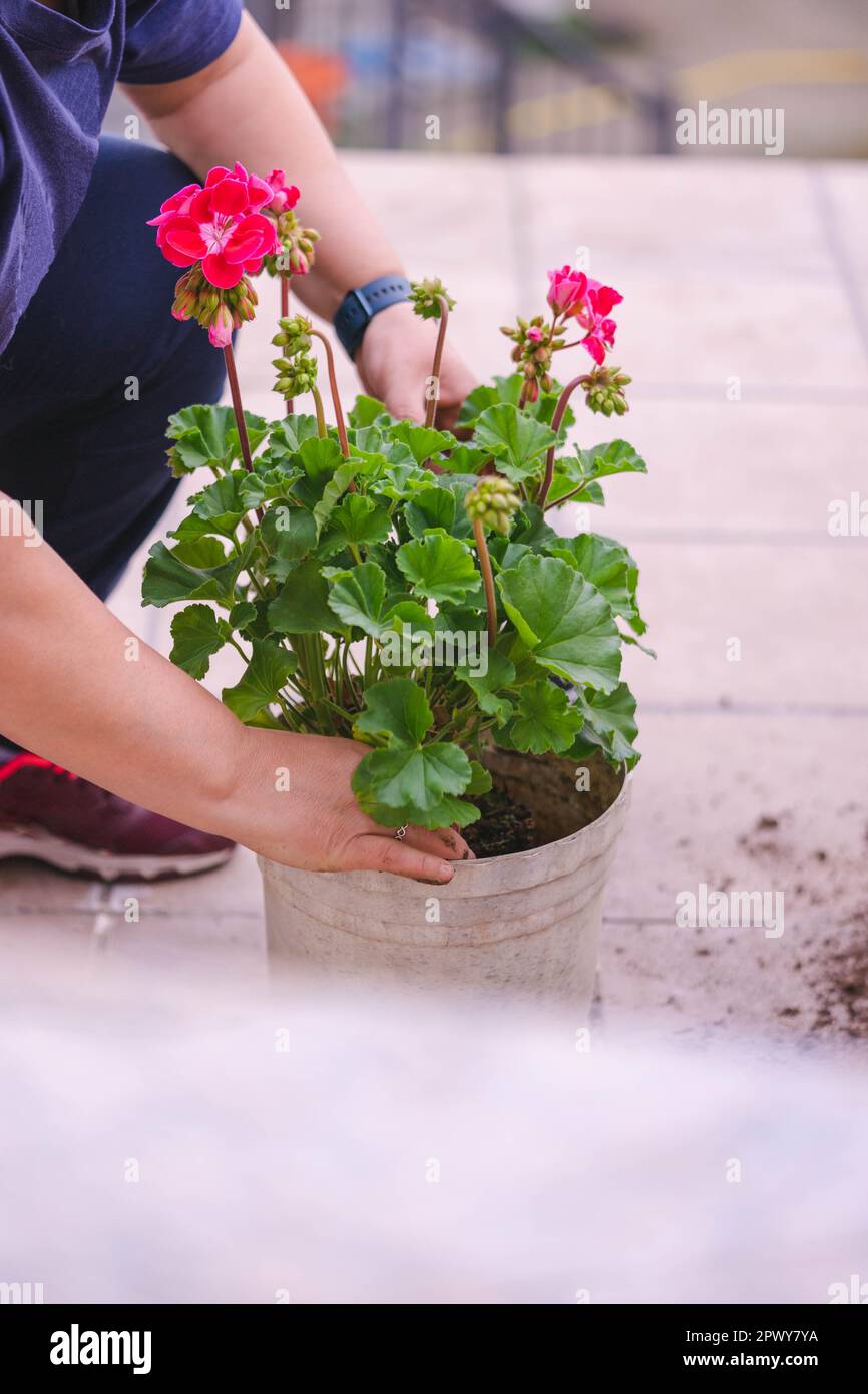 Donna che trapiantano fiori nel vaso sul tavolo all'aperto, nell'armadio Foto Stock