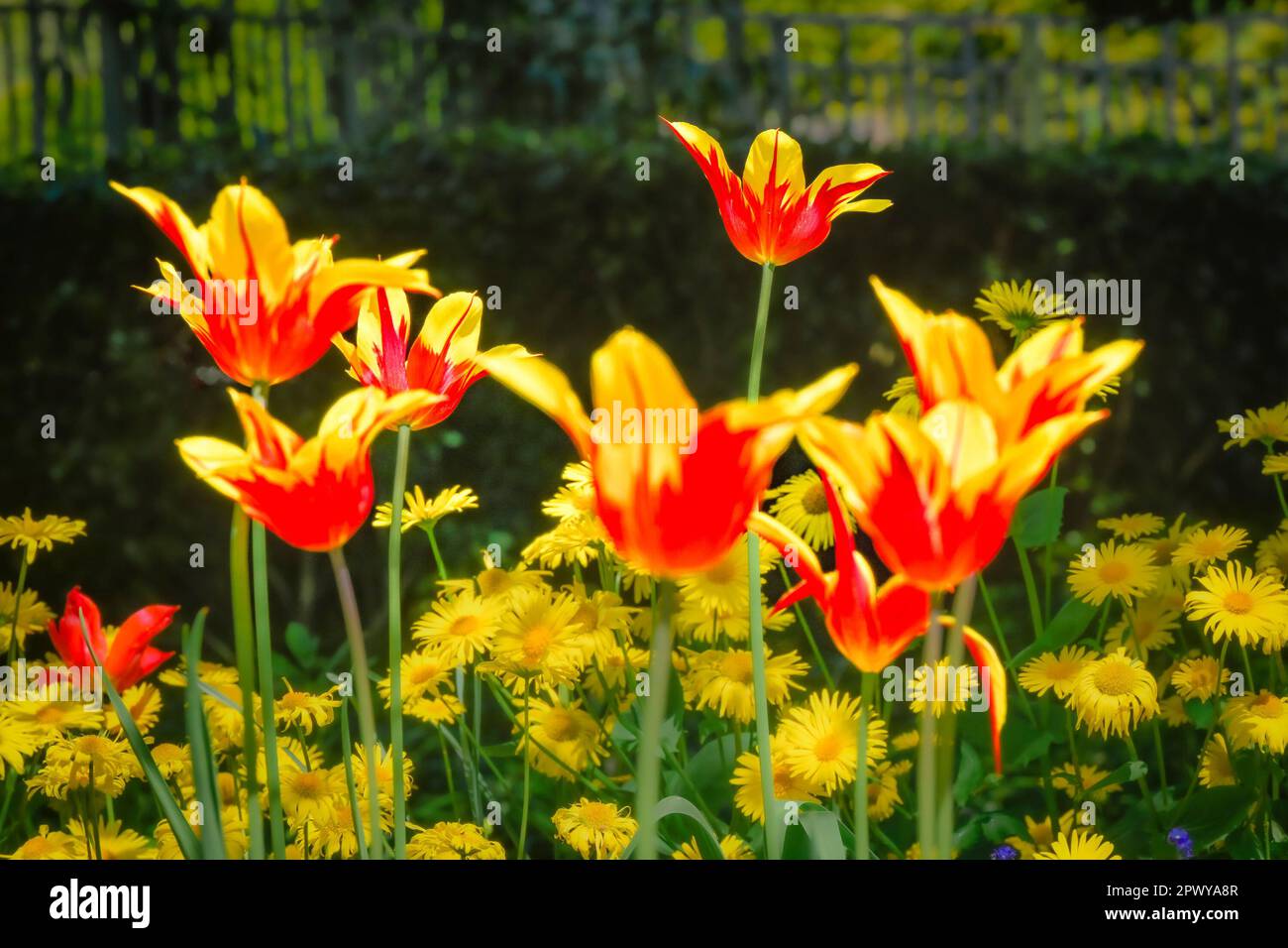 Rosso e tulipani gialli Foto Stock