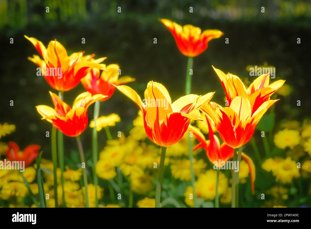 Rosso e tulipani gialli Foto Stock