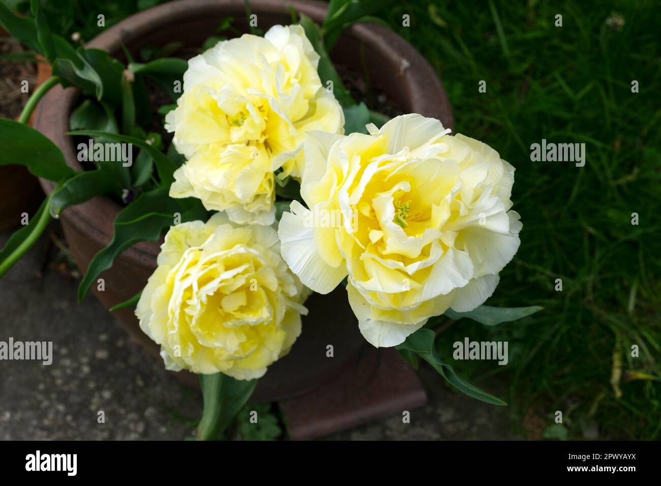 Tulipani di pappagallo giallo bianco in piena fioritura in primavera aprile 2023 Carmarthenshire Galles Regno Unito Gran Bretagna KATHY DEWITT Foto Stock