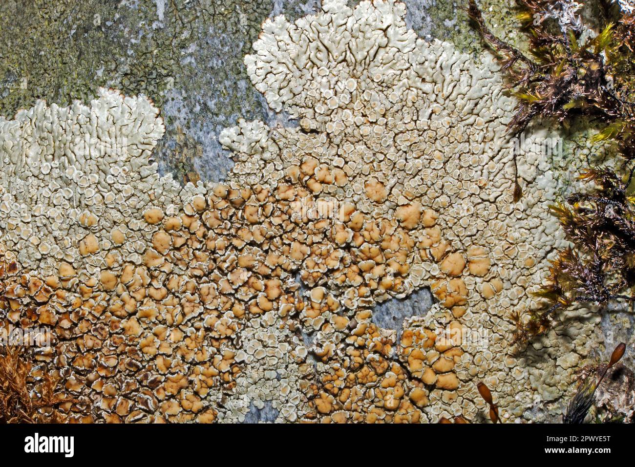 Protofareliopsis muralis è un lichene crusoso che si trova principalmente in crescita sulla roccia. È comune nelle aree urbane e ha una distribuzione globale. Foto Stock