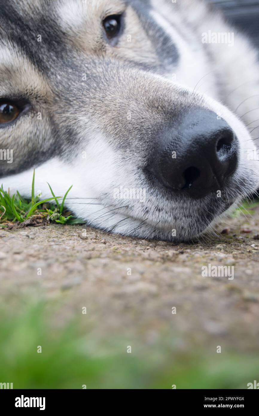 Lupo siberiano Husky riposante al parco Foto Stock