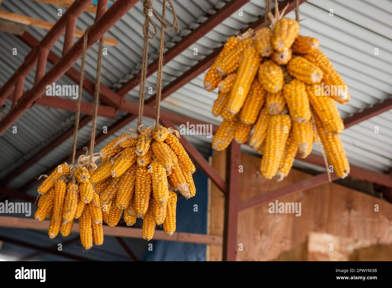 Lachung è una città dell'India di 2124 abitanti, situata nel Sikkim, nello stato del sud-est degli Stati Uniti. La gente di Lachung immagazzina il mais appendendolo dal soffitto della casa. Foto Stock