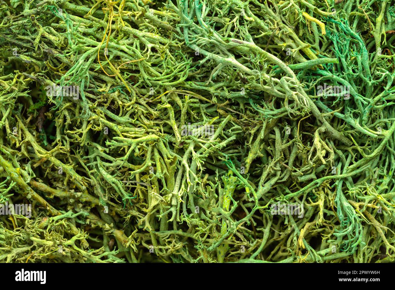 Dry Green Moss Texture sfondo primo piano. Foto Stock