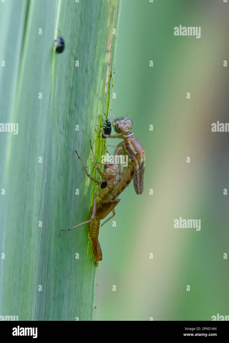 Grande damselfly rossa (ninfola di pirrosoma), adulto appena emerso. Dumfries, SW Scozia Foto Stock