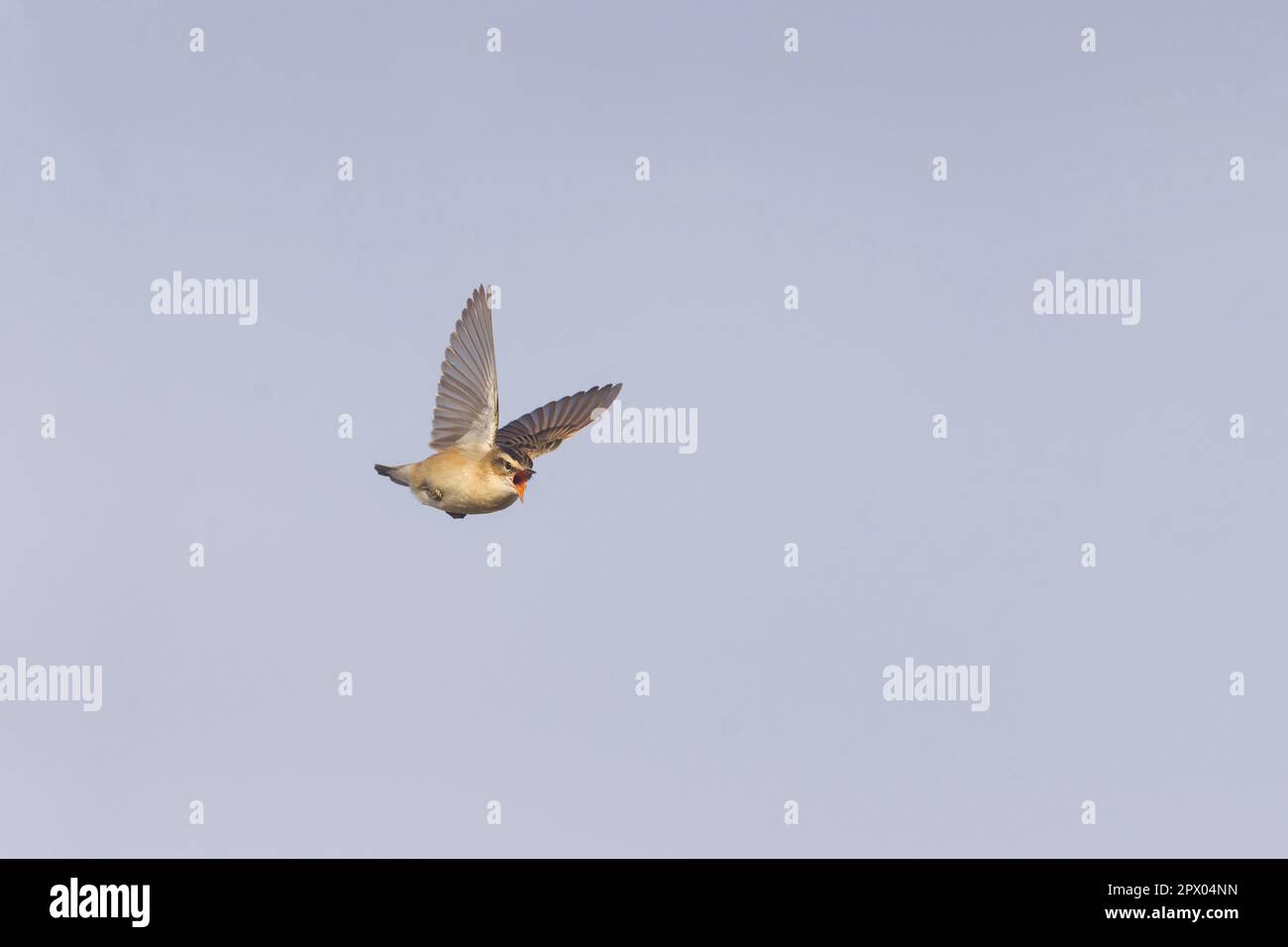 Sedge Warbler Acrocephalus schoenobaenus, adulto maschio che canta in volo, Suffolk, Inghilterra, aprile Foto Stock