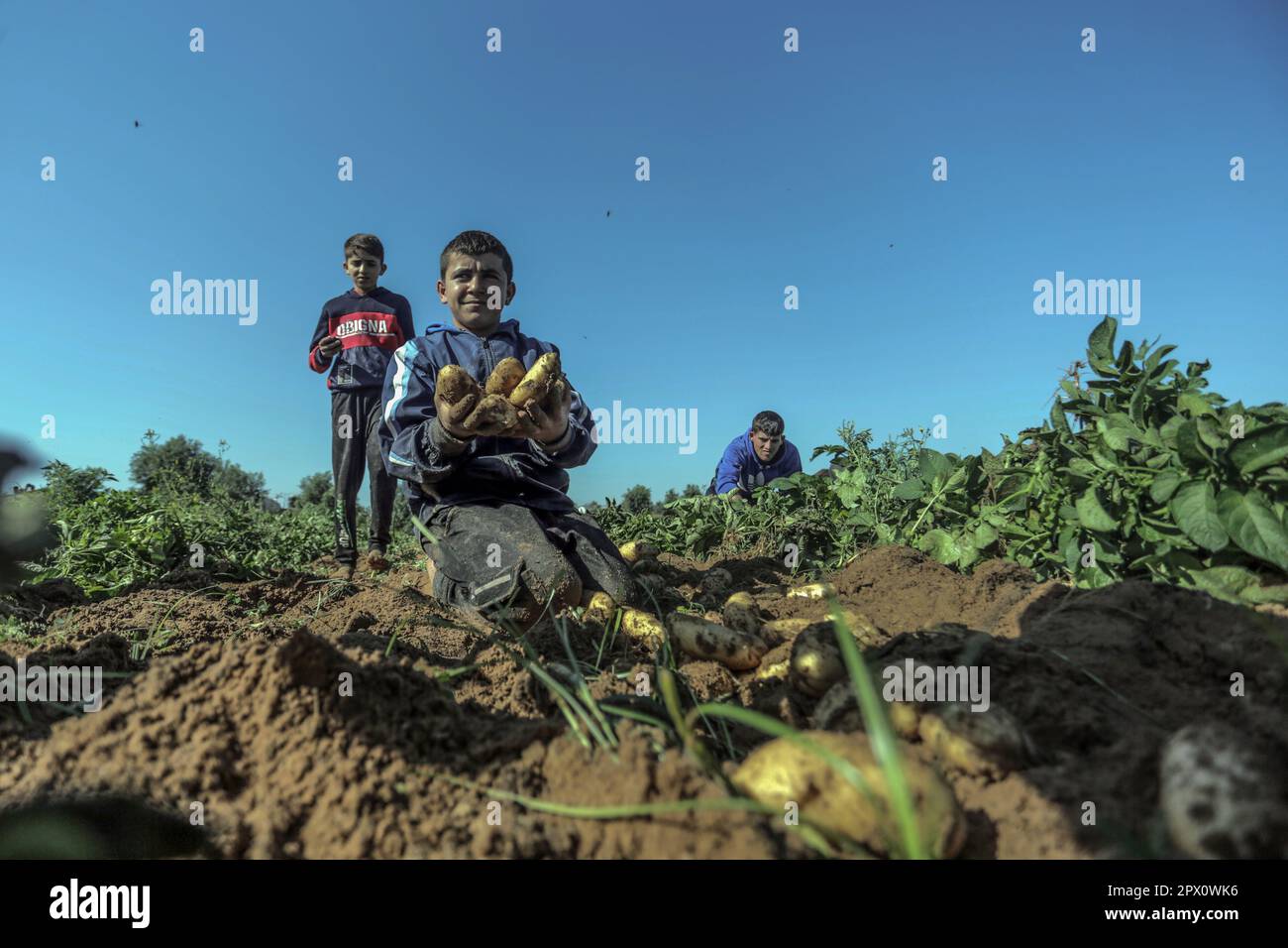 Città di Gaza, Palestina. 01st maggio, 2023. I bambini palestinesi raccolgono patate in una fattoria a Beit Lahia, nella striscia di Gaza settentrionale, coincide con la Giornata internazionale dei lavoratori (lavoro). Credit: SOPA Images Limited/Alamy Live News Foto Stock