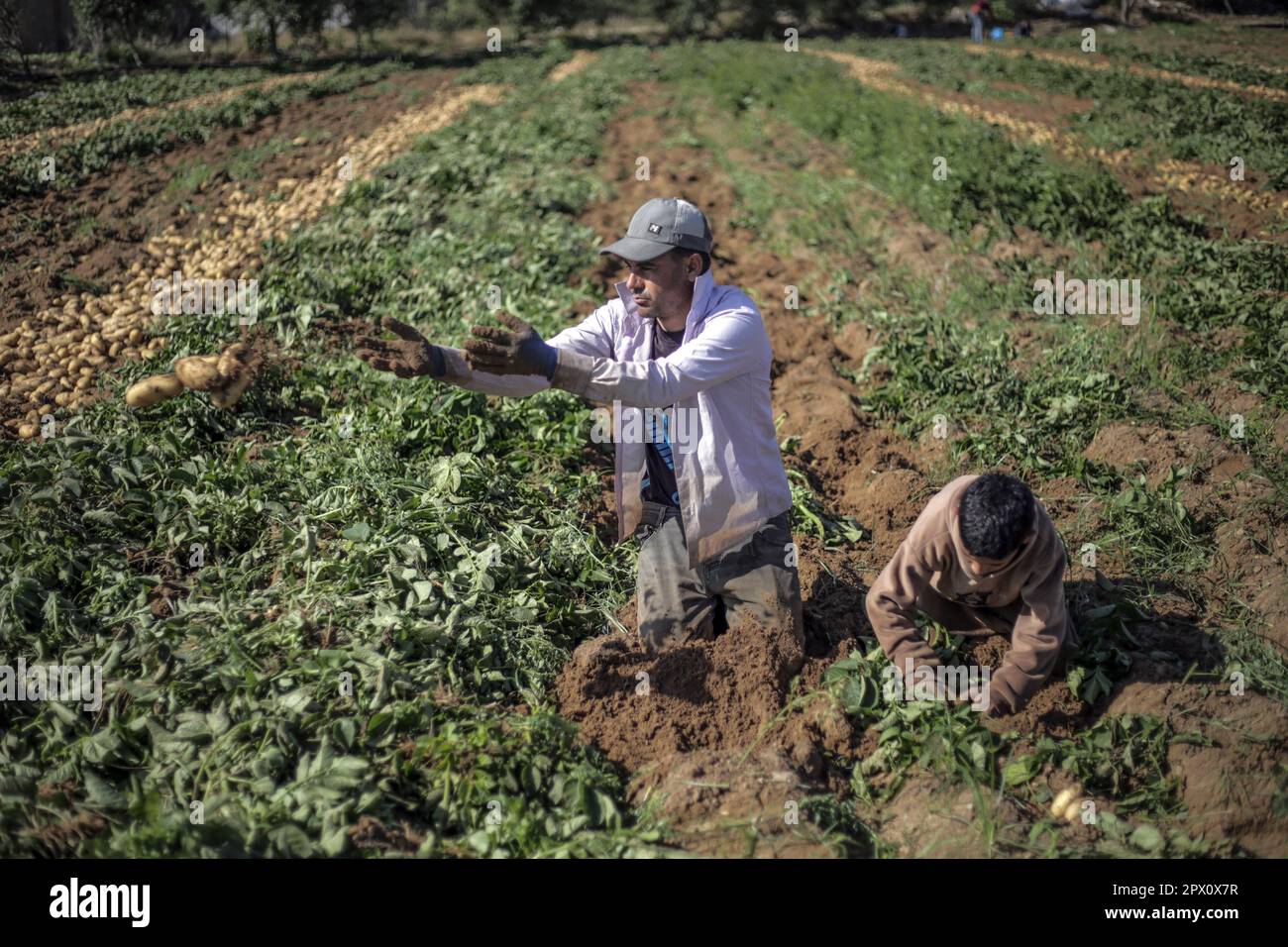 Città di Gaza, Palestina. 01st maggio, 2023. Gli agricoltori palestinesi raccolgono patate in una fattoria di Beit Lahia, nella striscia di Gaza settentrionale, in coincidenza con la Giornata internazionale dei lavoratori (lavoro). (Foto di Mahmoud Issa/SOPA Images/Sipa USA) Credit: Sipa USA/Alamy Live News Foto Stock