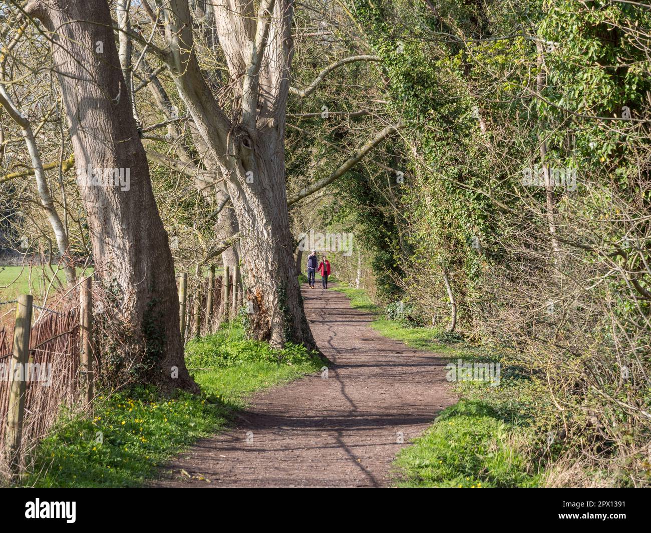 Ammira il Tamigi lungo il Tamigi a Maidenhead, Berkshire, Regno Unito. Foto Stock