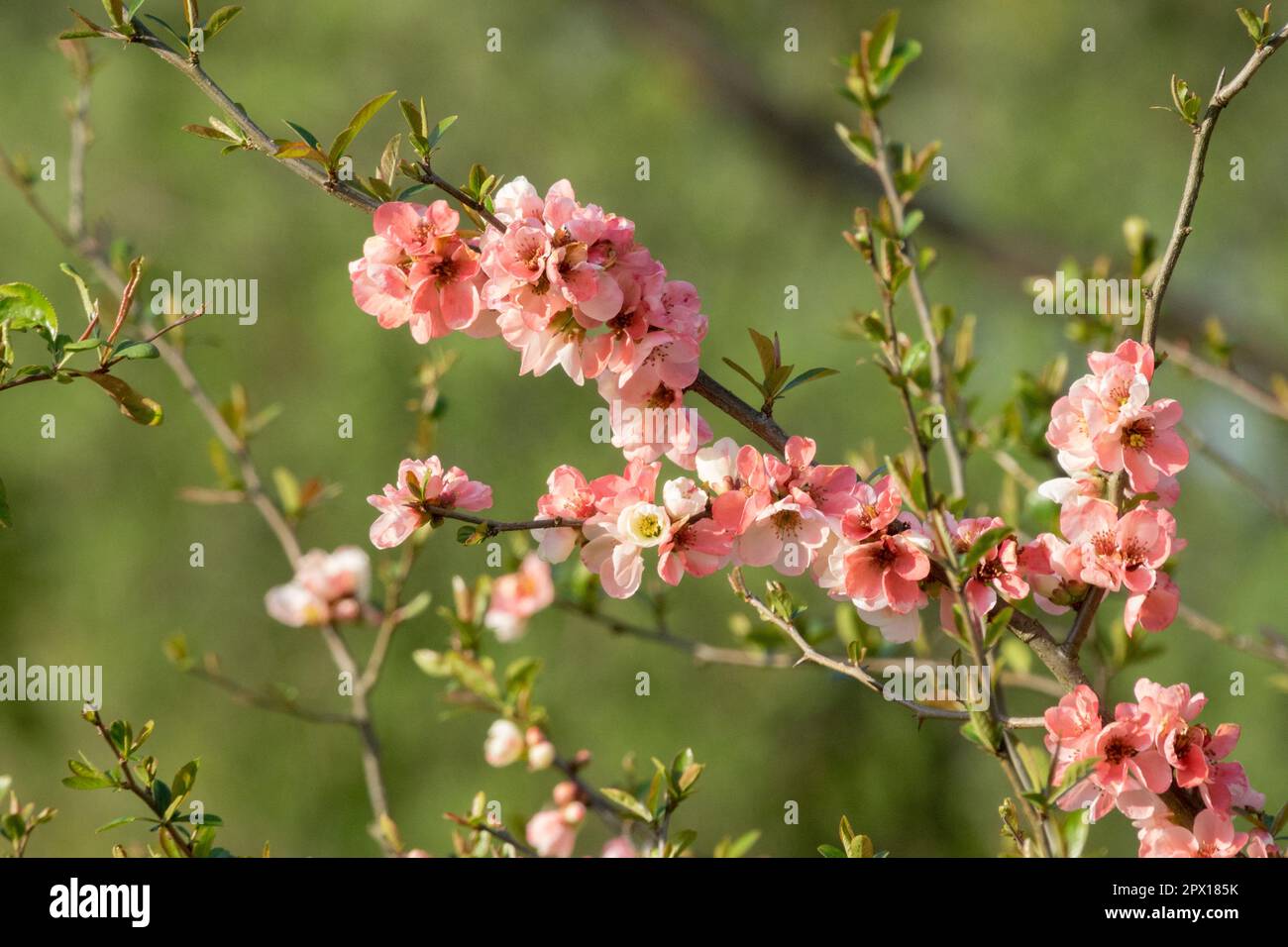 Chaenomeles moerloosei, rosa, mela cotogna fiorita, primavera, fiore, Rami Foto Stock