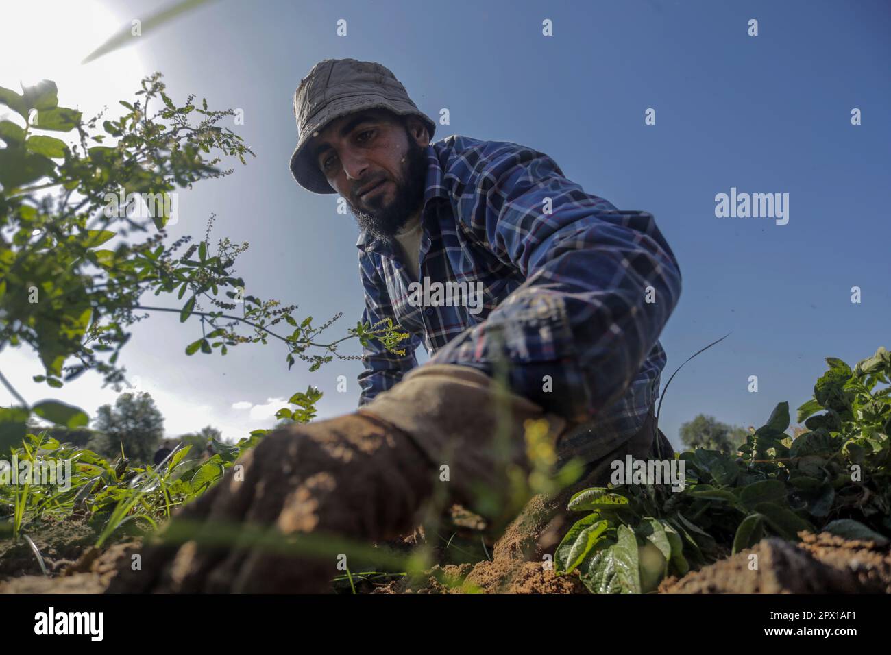 Città di Gaza, Palestina. 01st maggio, 2023. Un agricoltore palestinese raccoglie patate in una fattoria a Beit Lahiya, nella striscia di Gaza settentrionale, in coincidenza con la Giornata internazionale del lavoro. Credit: SOPA Images Limited/Alamy Live News Foto Stock