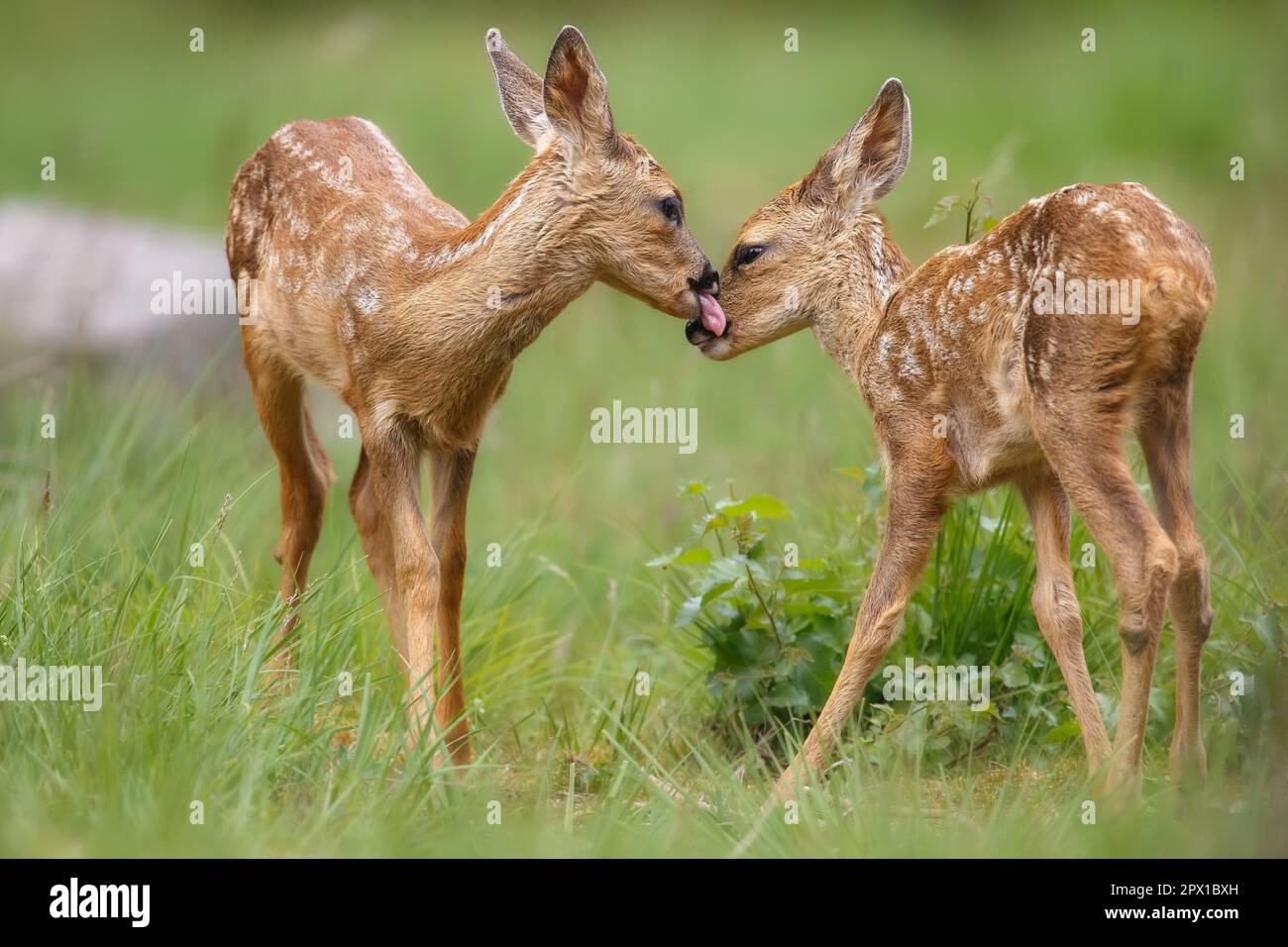 Gemelle capriolo fawn che condividono un momento di tenerezza Foto Stock