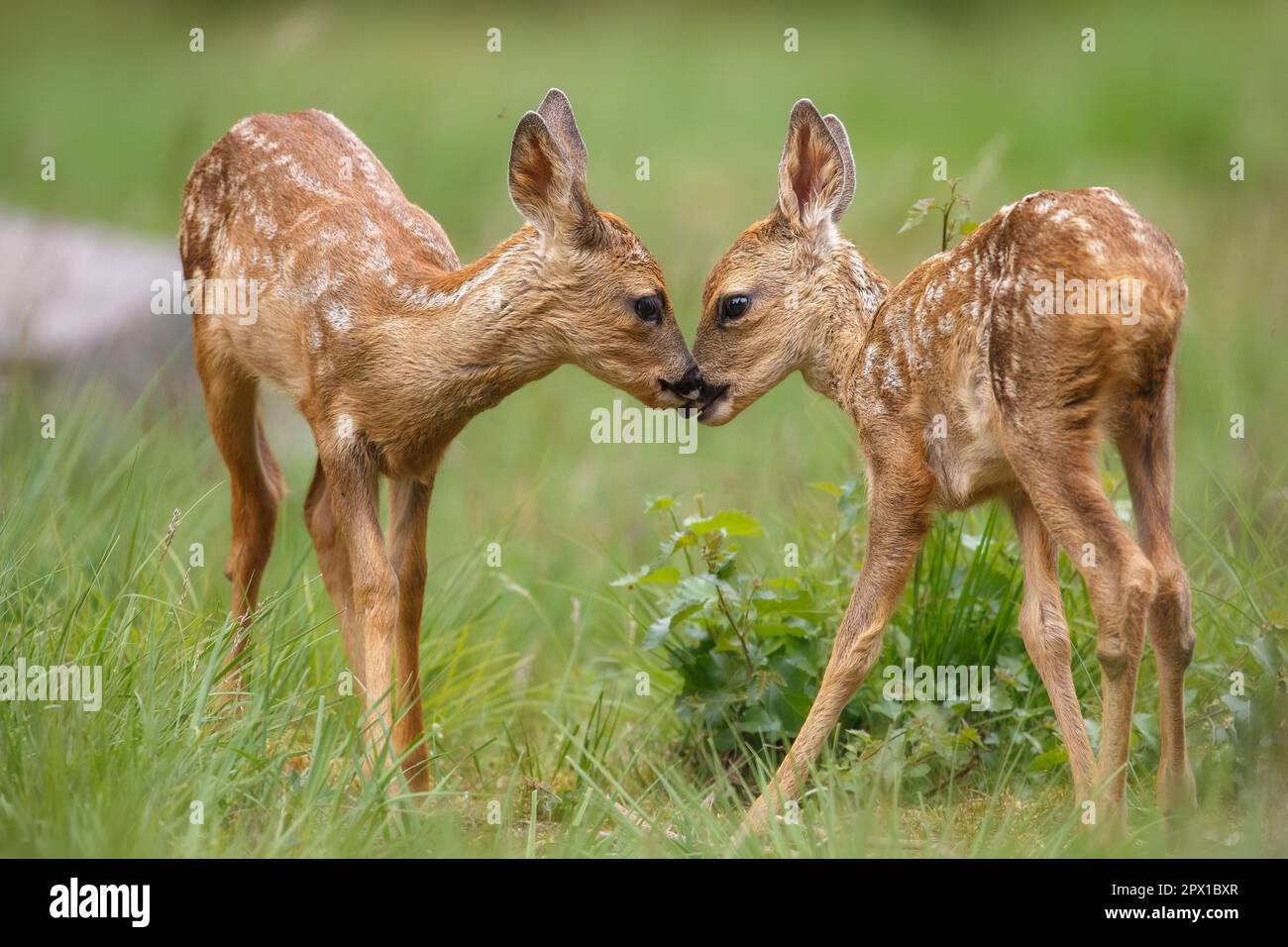 Gemelle capriolo fawn che condividono un momento di tenerezza Foto Stock