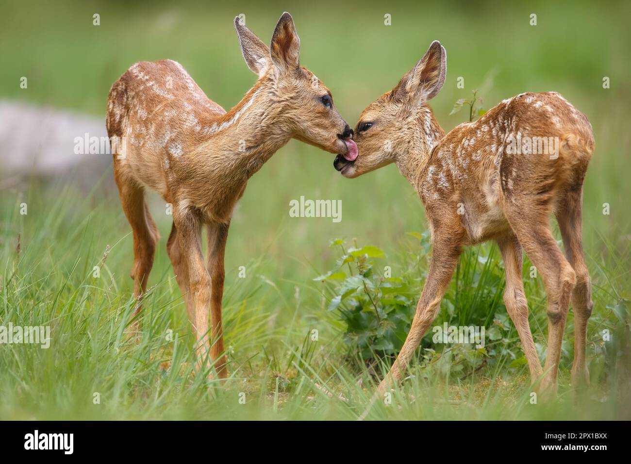 Gemelle capriolo fawn che condividono un momento di tenerezza Foto Stock