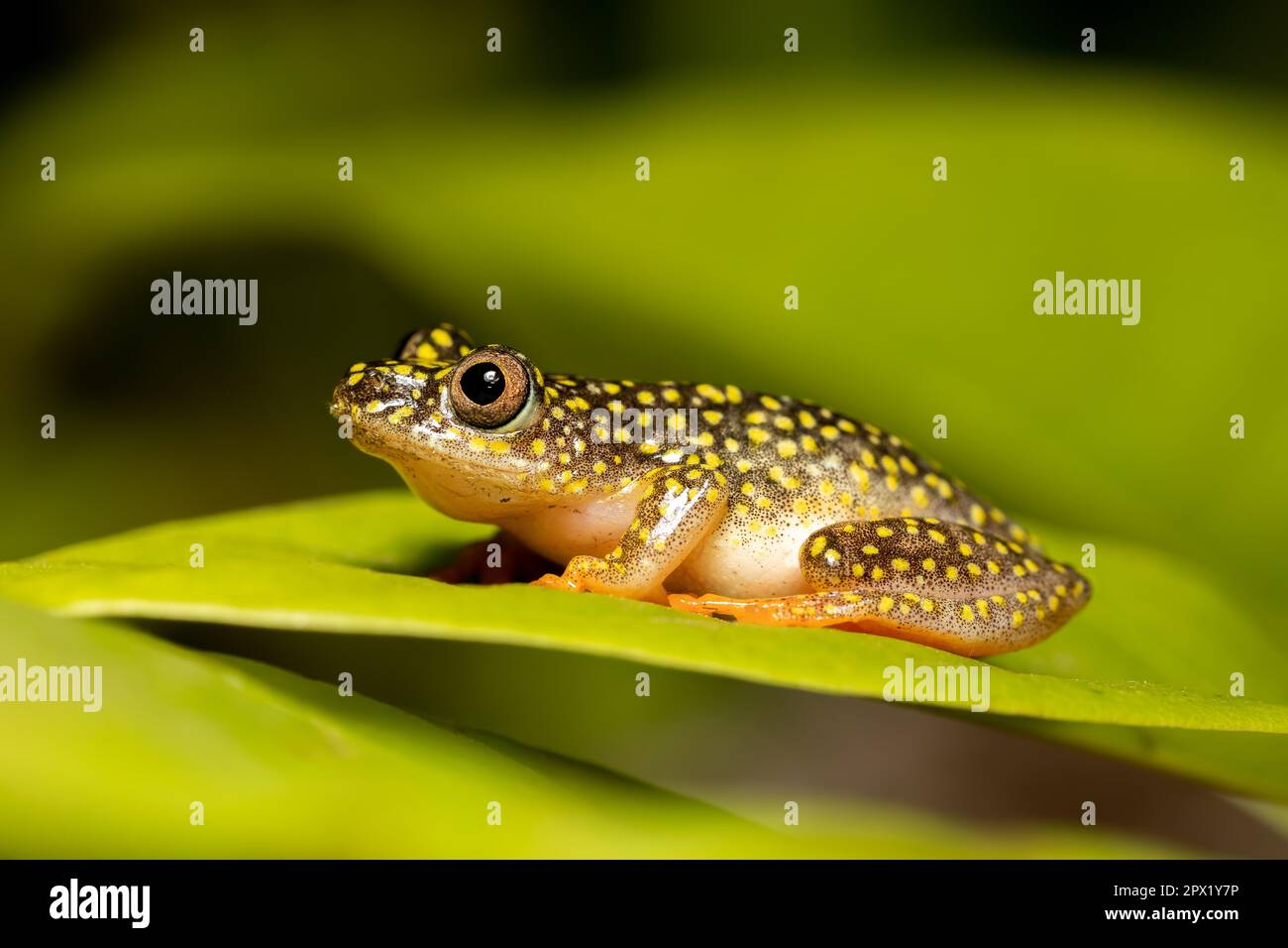 Starry Night Red Frog, (Heterixalus alboguttatus) specie di rane endemiche della famiglia Hyperoliidae endemico del Madagascar. Ranomafana, Madagascar w Foto Stock