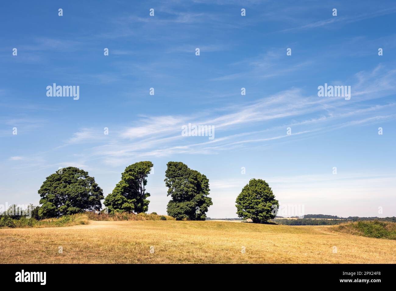 Quattro alberi in estate sulla vecchia collina di sarum, Salisbury, Wiltshire, Inghilterra sud-occidentale Foto Stock