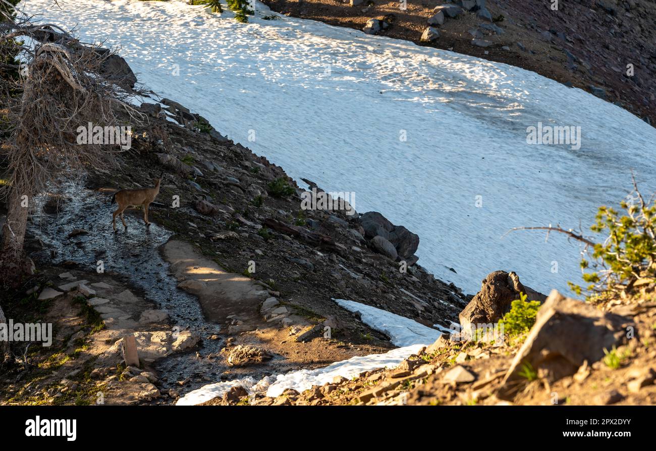 I cervi si aggirano intorno allo Snow Field sul Crater Lake all'inizio dell'estate Foto Stock