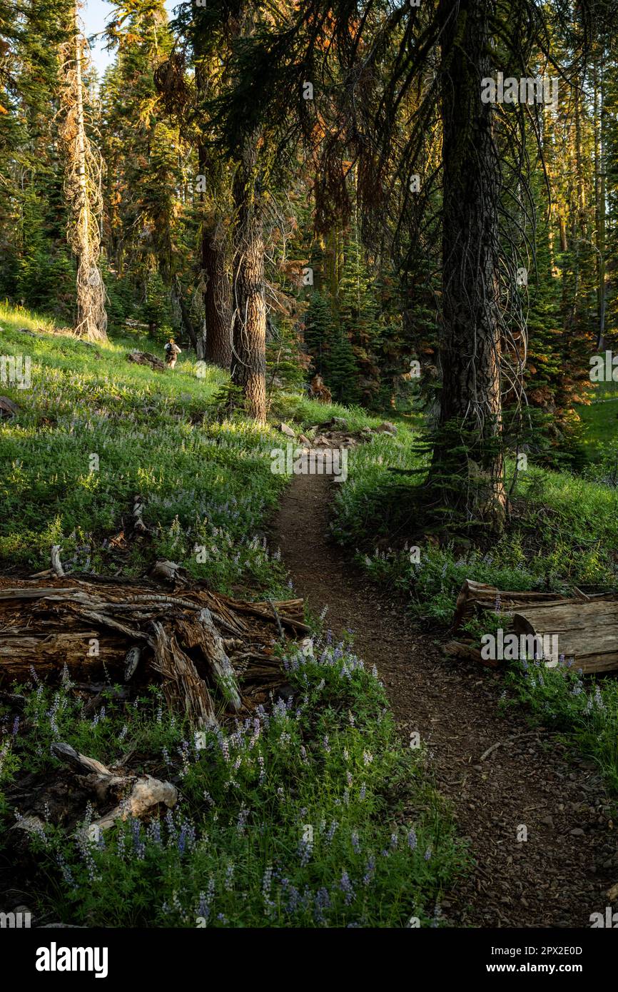 Decomponendo Tree Falls a parte lungo il sentiero fiancheggiato da Lupin nel Parco Nazionale vulcanico di Lassen Foto Stock