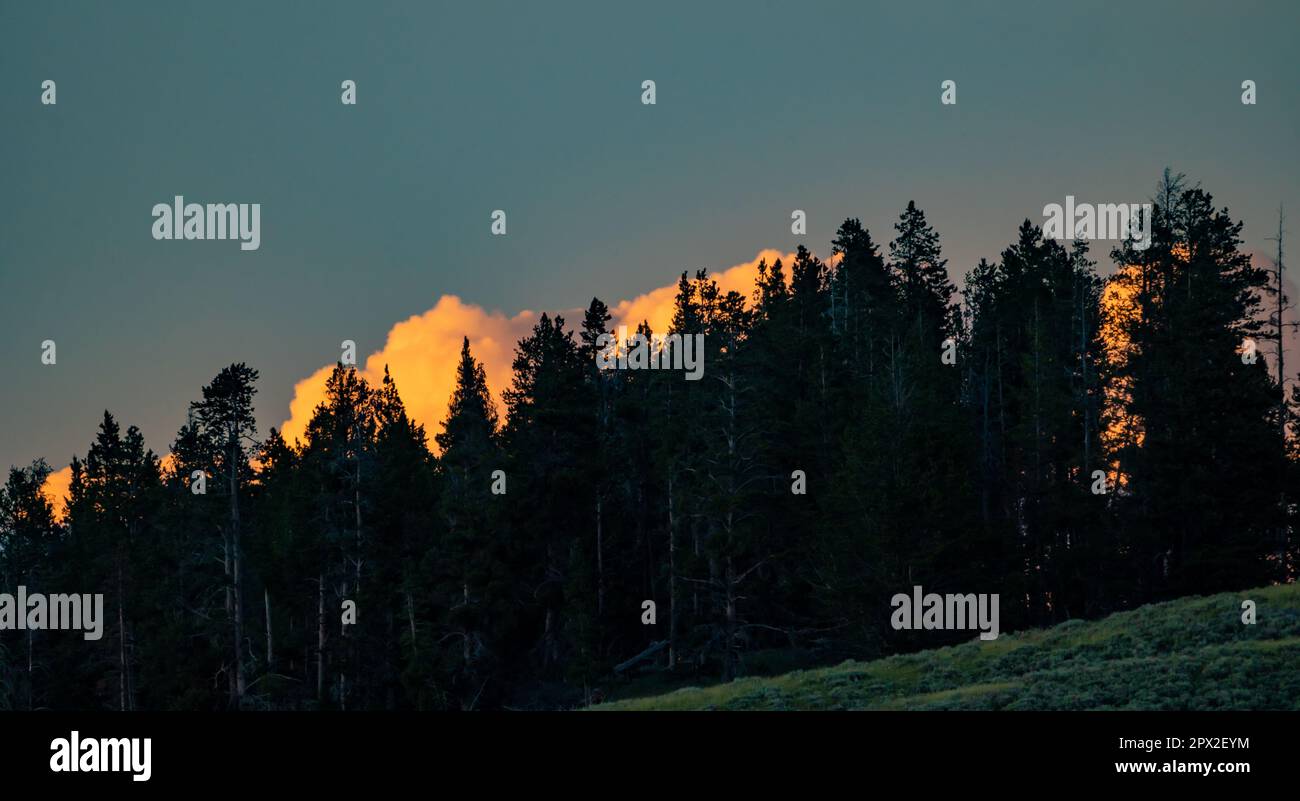 Nuvole serali Glow Over Dark Forest in Yellowstone Foto Stock