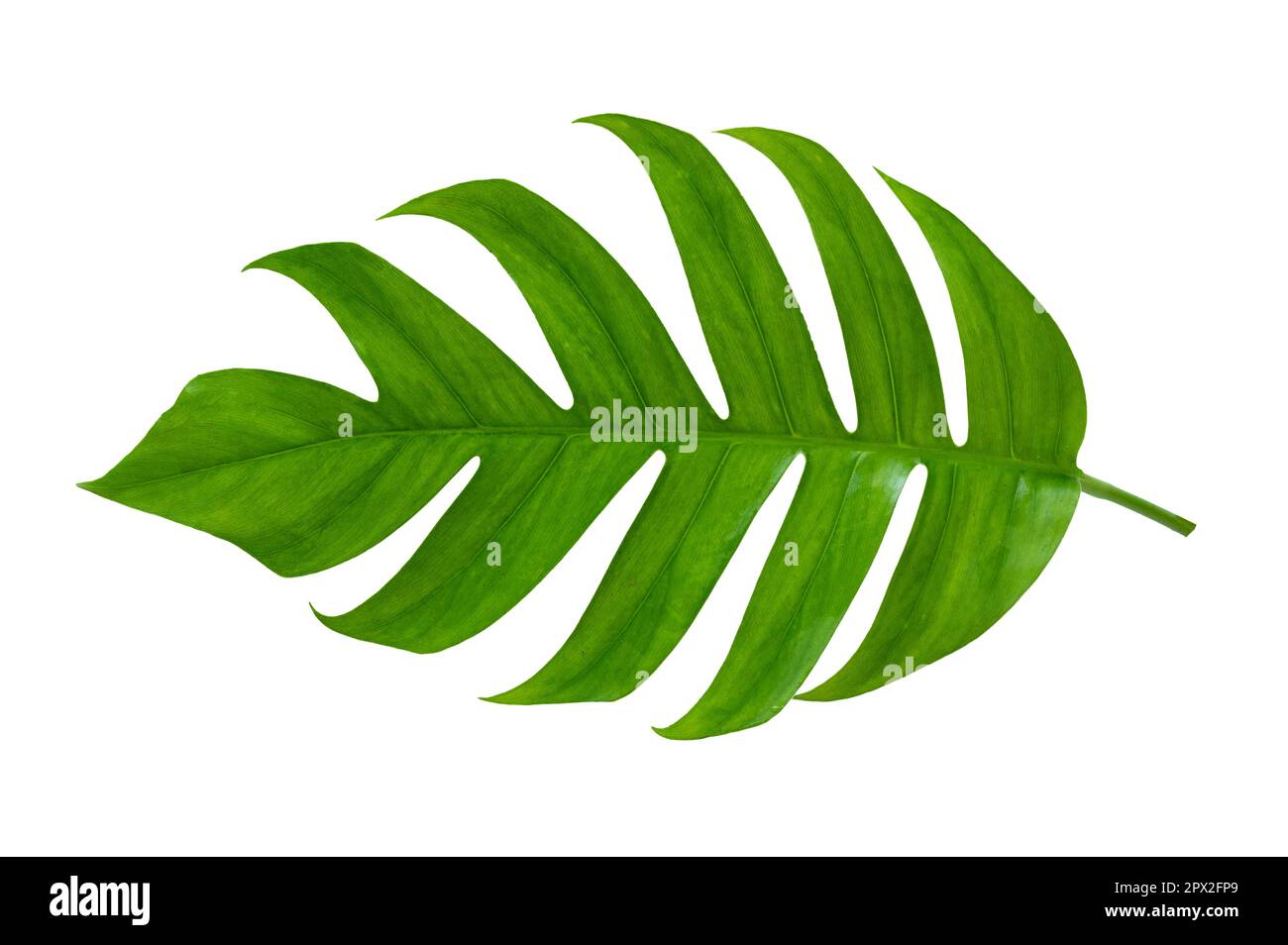 giungla tropicale monstera foglie isolate su uno sfondo bianco Foto Stock