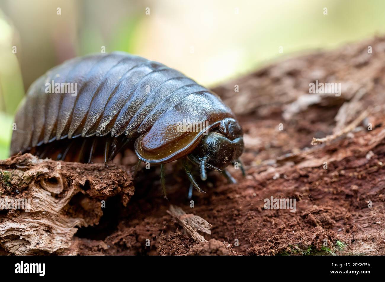 Sphaerotheriida, insetto un ordine di millipedes nell'infraclass Pentazonia, conosciuto come millipedes gigante della pillola, Zoosphaerium Sphaeromimus Microsphaerothe Foto Stock