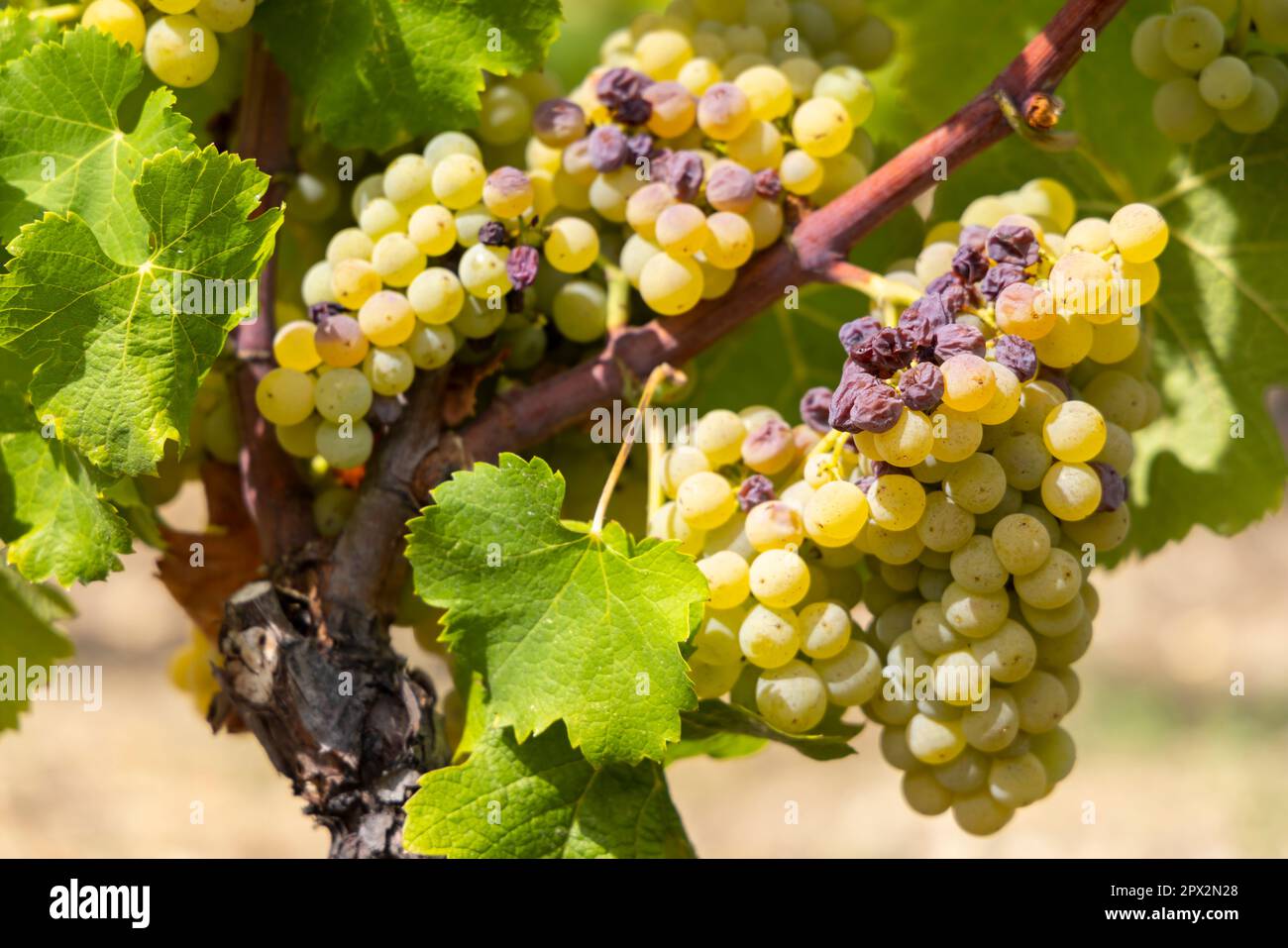 Uve tipiche con botrytis cinerea per vini dolci, Sauternes, Bordeaux, Aquitania, Francia Foto Stock