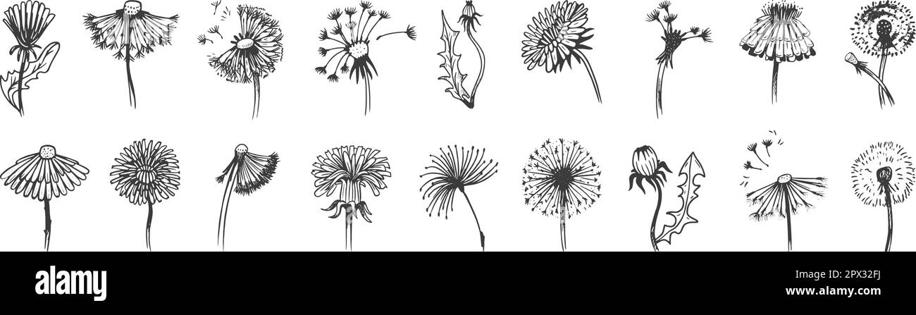 Elementi grafici di dente di leone vintage disegnati a mano. Dente di leone isolato, fiori astratto estate fioritura. Set vettore neoterico floreale Fluff Illustrazione Vettoriale