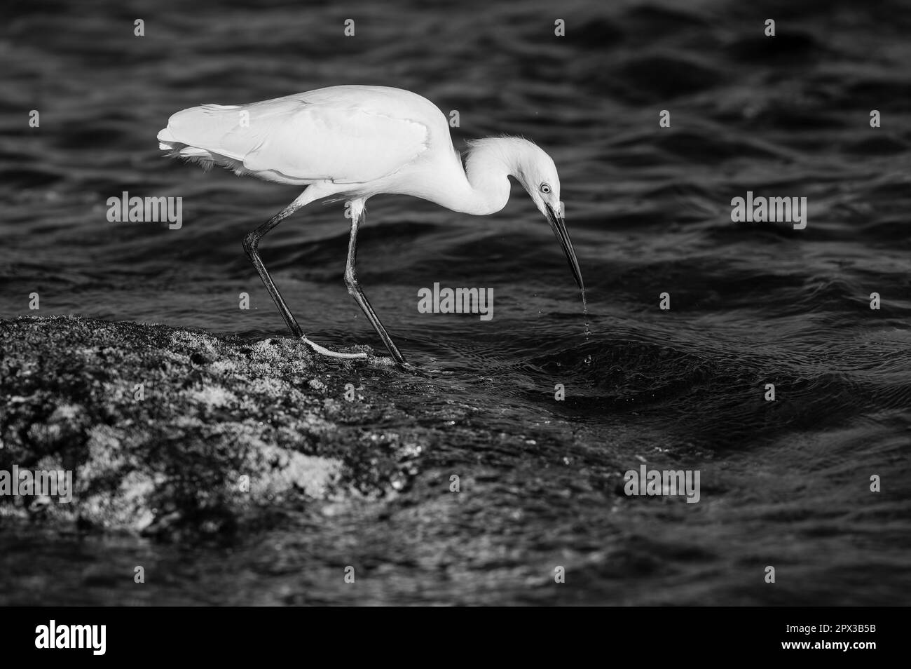 Un grande profilo di Egret Bianco in piedi sulla Seashore Caccia per il pesce Foto Stock