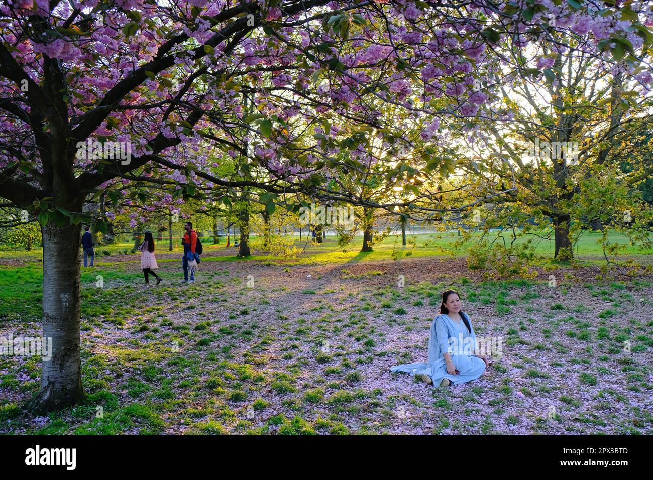 Londra, Regno Unito. Una donna vestita in blu si posa per una foto sotto gli alberi di ciliegio in fiore nel Greenwich Park. Foto Stock