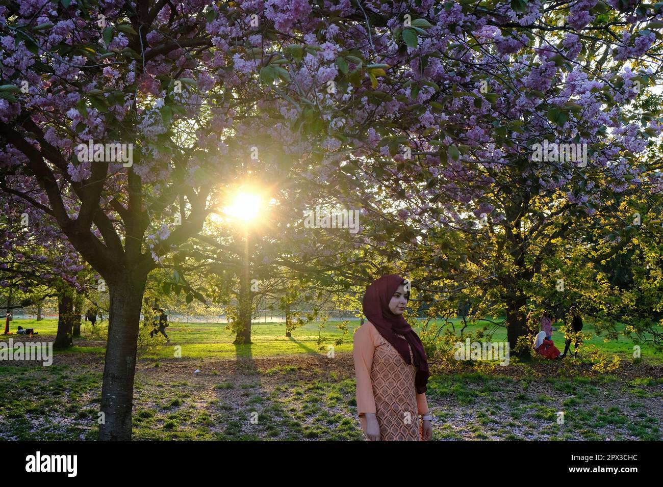 Londra, Regno Unito. Una donna posa da alberi di ciliegio rosa a Greenwich Park durante la prima sera. Foto Stock