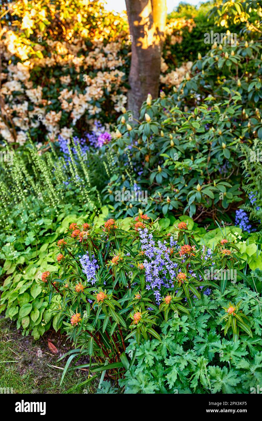 Piante fiorite luminose e colorate che crescono in un giardino o in un parco in una giornata di sole all'aperto in primavera. Vivace fireglow arancione griffiths spurge e porpl Foto Stock