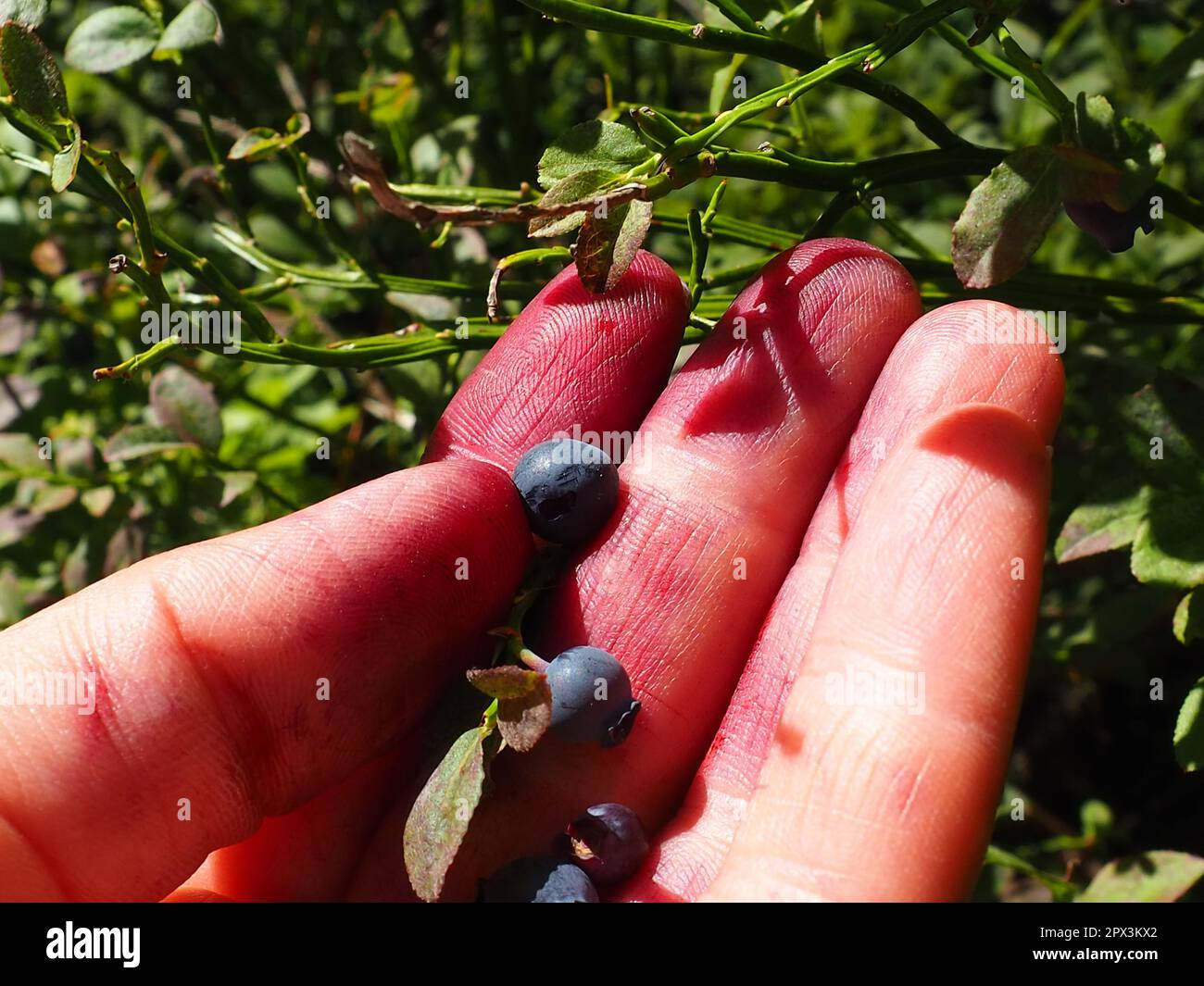 Raccolta a mano di mirtilli comuni. Dita colorate con succo di mirtillo. Mirtillo, o mirto di mirtillo Vaccinium myrtillus, un genere di arbusto a bassa crescita Foto Stock