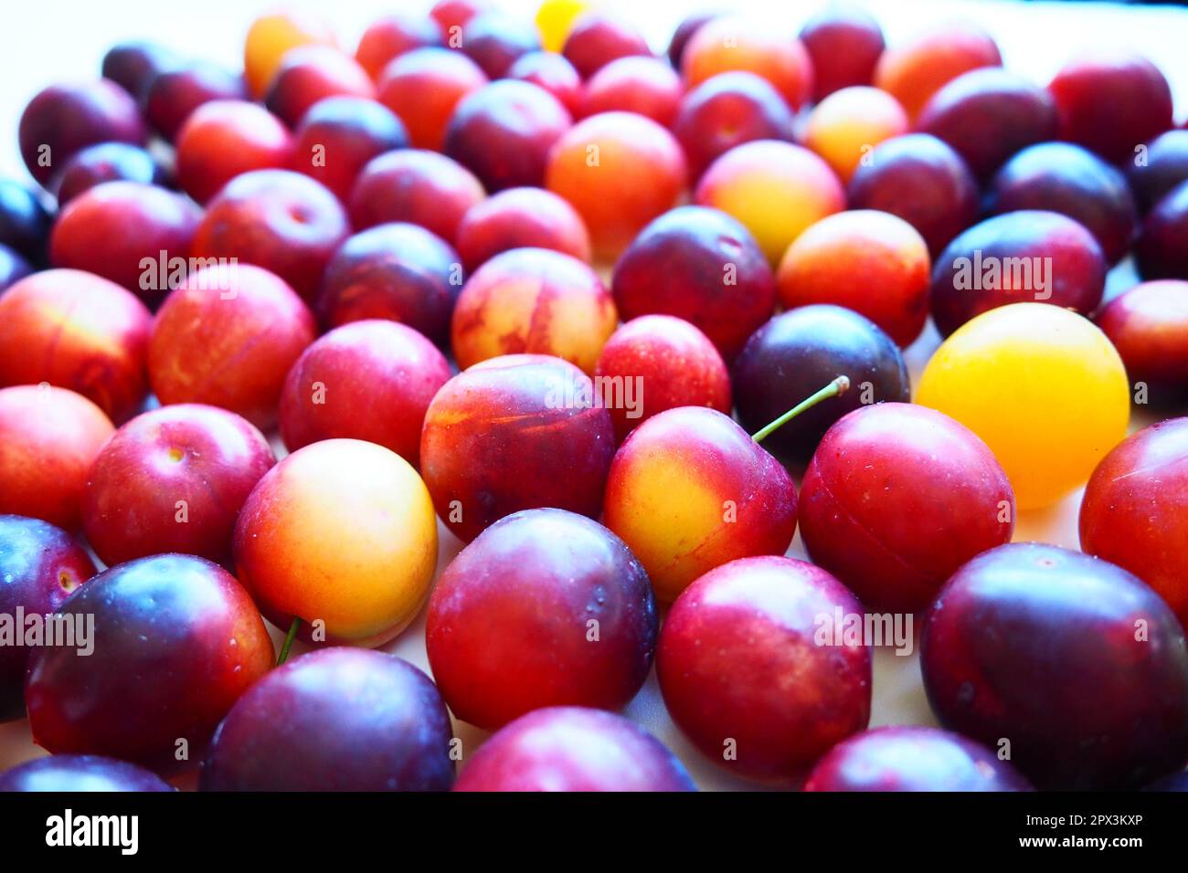 Ciliegia prugna su sfondo bianco. Un impasto giallo-rosso di prugna di ciliegia appena rimosso da un albero. Deliziosi frutti di bosco freschi di prugne. Ampia e appetitosa ciliegia prugna f Foto Stock