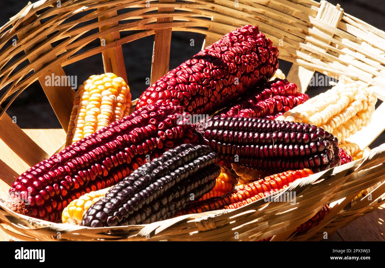 Mazzo di mais indiano sulla pannocchia in un cestino Foto Stock