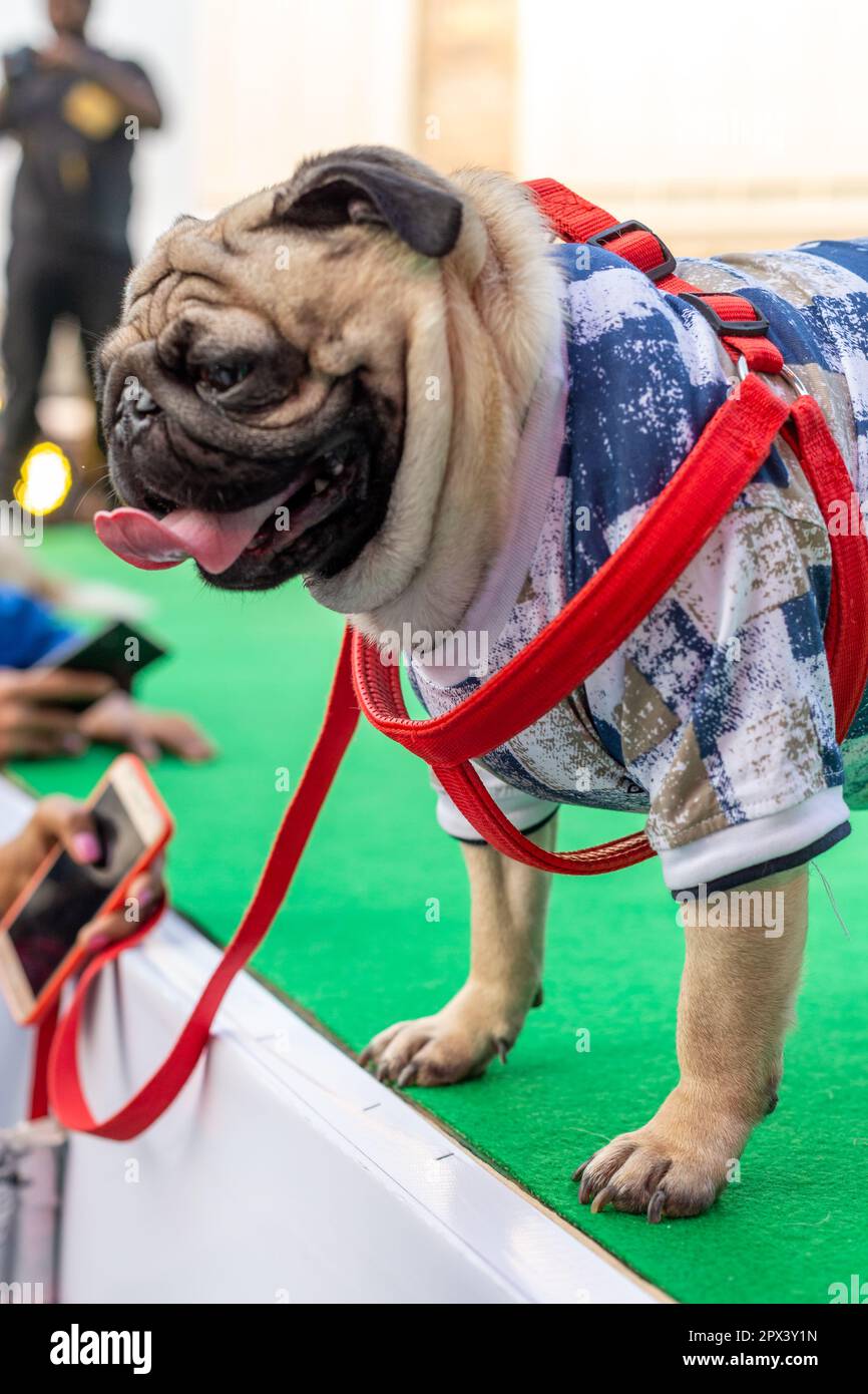 Cani partecipanti ad un evento organizzato da una compagnia di alimenti per cani in India. Foto Stock