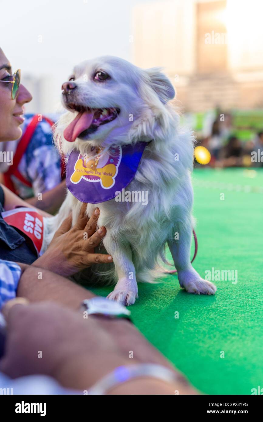 Cani partecipanti ad un evento organizzato da una compagnia di alimenti per cani in India. Foto Stock