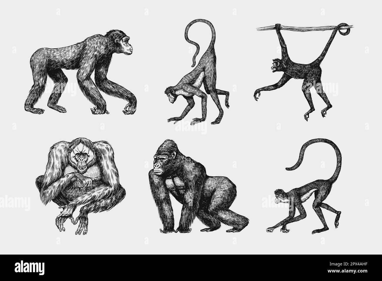 Bonobo o scimpanzee, gorilla occidentale, Orangutan in stile vintage. cappuccino colombiano scimmia Proboscis. Scimmia ragno o muriqui meridionale . Mano Illustrazione Vettoriale