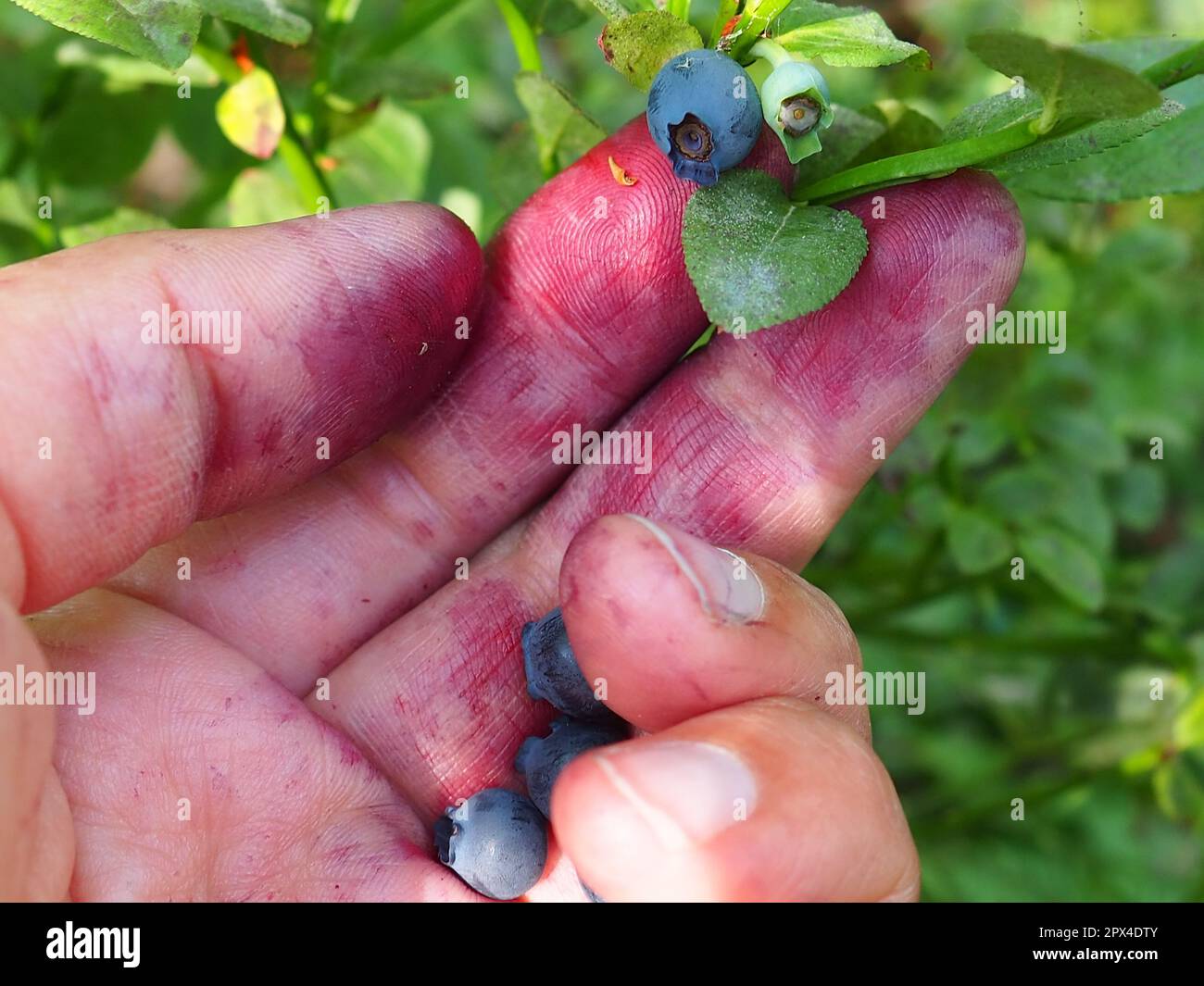 Raccolta a mano di mirtilli comuni. Dita colorate con succo di mirtillo. Mirtillo, o mirto di mirtillo Vaccinium myrtillus, un genere di arbusto a bassa crescita Foto Stock
