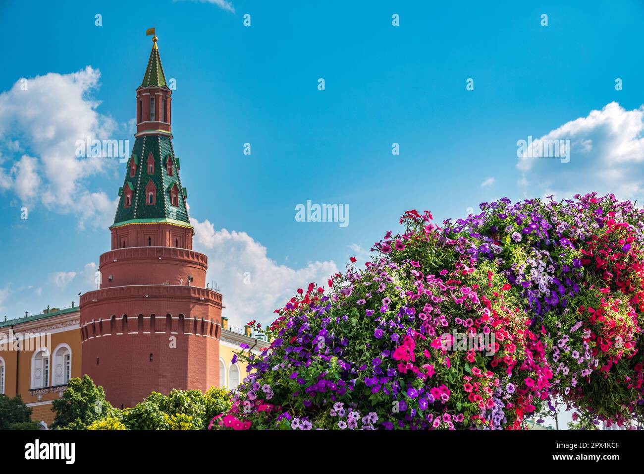 Torre Arsenalnaya angolo del Cremlino a Mosca, Russia sulla bella Petunia Surfinia Rosa Vein, viola e viola Surfinia fiori sfondo Foto Stock