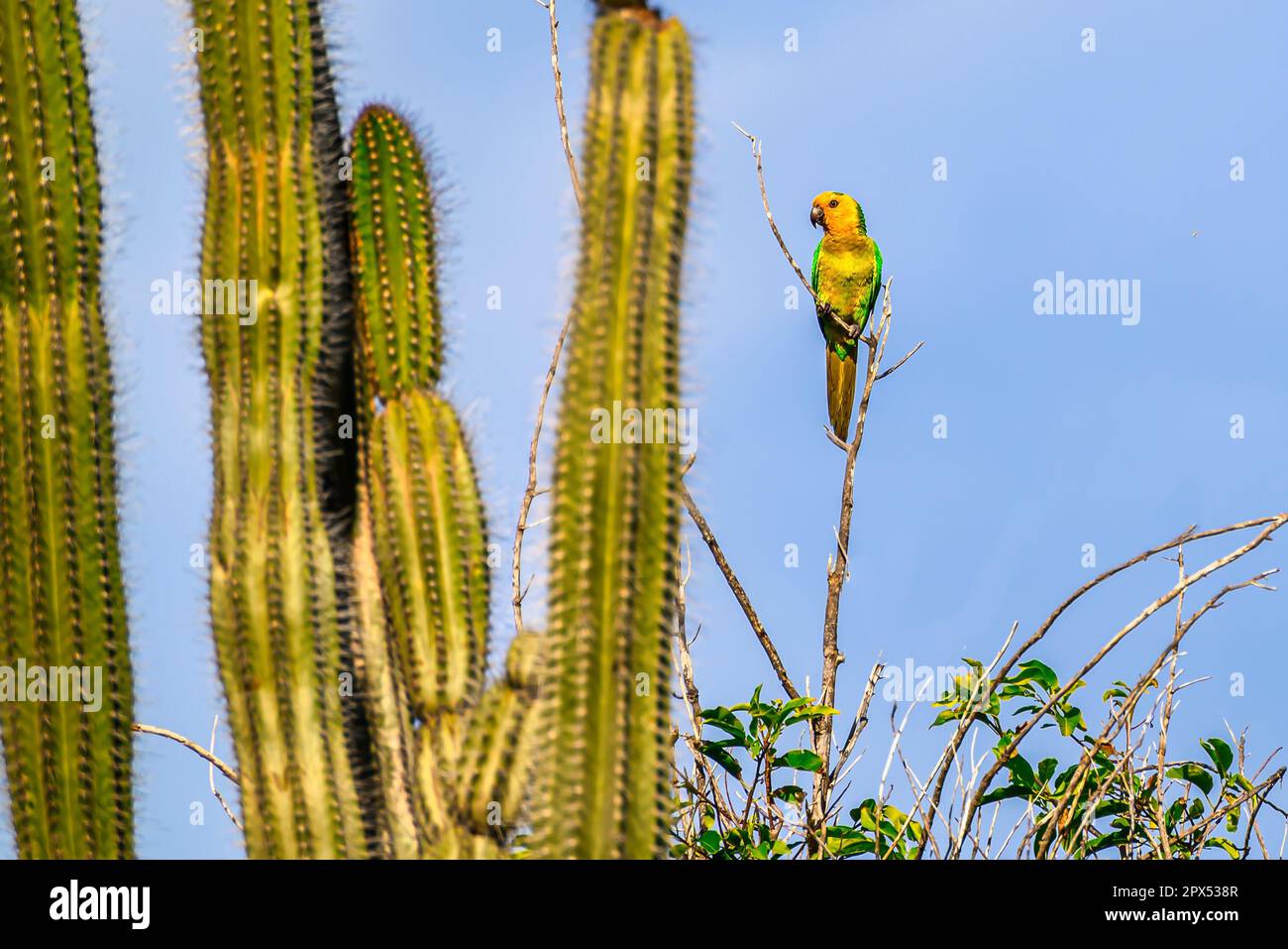 Una vista di un parakeet nel Parco Nazionale di Washington Slagbaai su Bonaire nei Caraibi Foto Stock