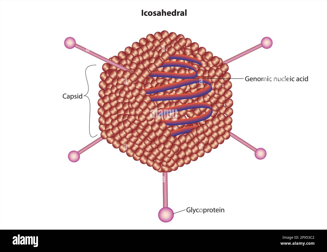 Virus icosaedrico Illustrazione Vettoriale