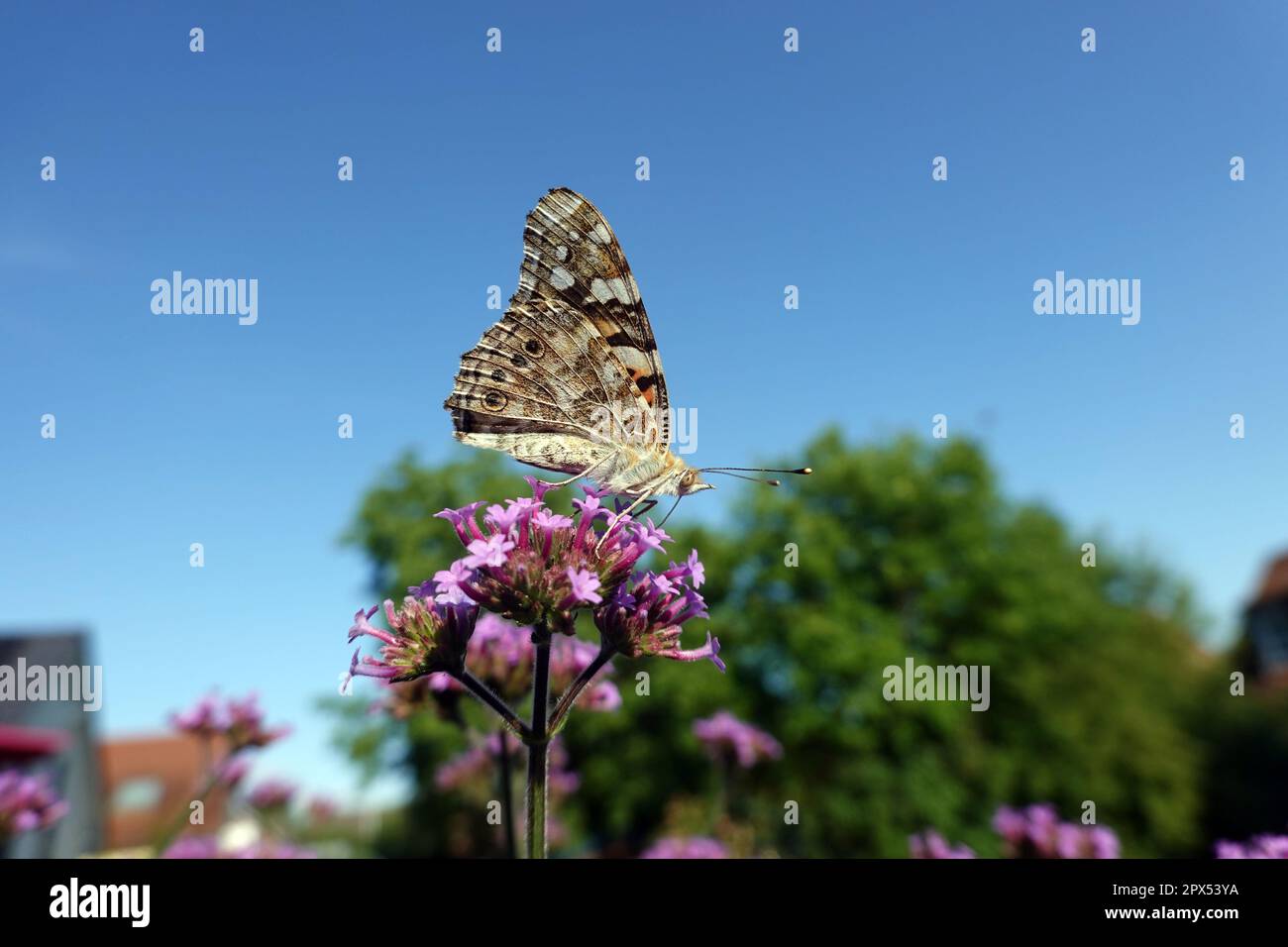 Distelfalter (Vanessa cardui) an den Blüten eines Patagonische Eisenkraut (Verbena bonariensis Foto Stock