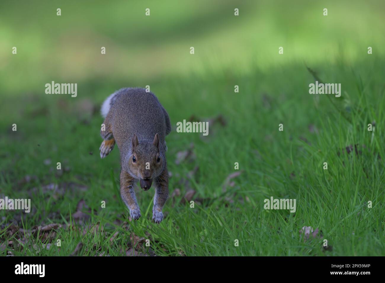 Scoiattolo grigio Sciurus carolinensis correre e saltellare fuori dal terreno mentre trasporta un vecchio acorno in essa è bocca, Norfolk settentrionale, Regno Unito Foto Stock