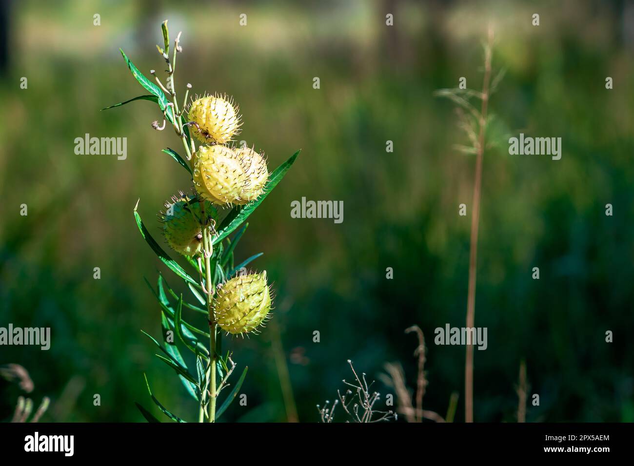 Pianta erbacea di cotone a foglia stretta (Gomphocarpus frutticosus) Foto Stock