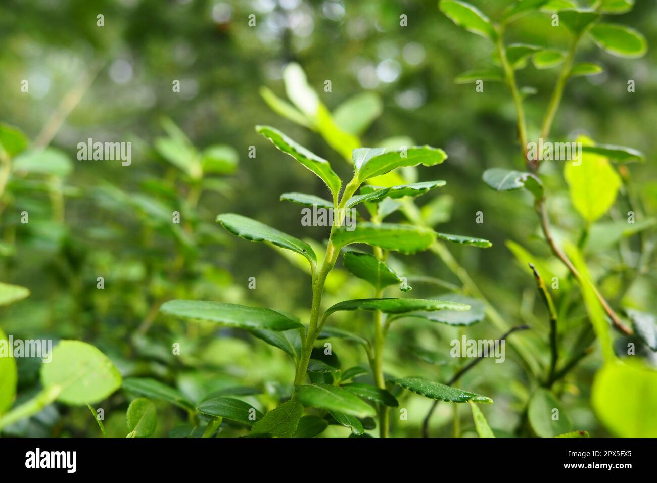 Mirtillo, o mirto di mirtillo Vaccinium myrtillus, un arbusto a bassa crescita, una specie del genere Vaccinium della famiglia Heatheraceae. Foresta blu selvaggio Foto Stock