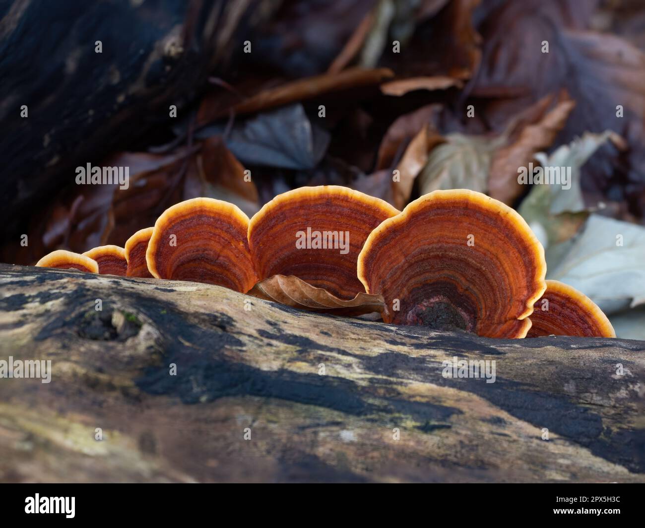 Turkeytail Fungus su albero in decadimento nel bosco inglese Foto Stock