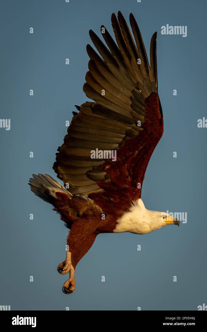 Aquila di pesce africana vola con ali sollevate Foto Stock