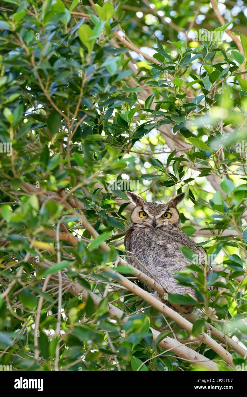 Un gufo con occhi gialli arroccato in un albero. Foto Stock